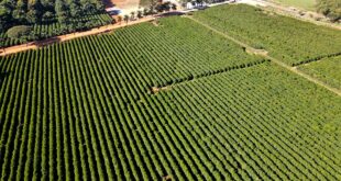 Segundo maior produtor de café do Brasil avança em recuperação judicial