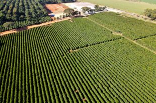 Segundo maior produtor de café do Brasil avança em recuperação judicial