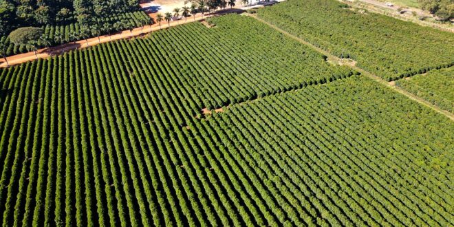 Segundo maior produtor de café do Brasil avança em recuperação judicial